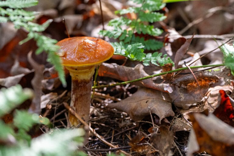 30septembre23_-216_champignon