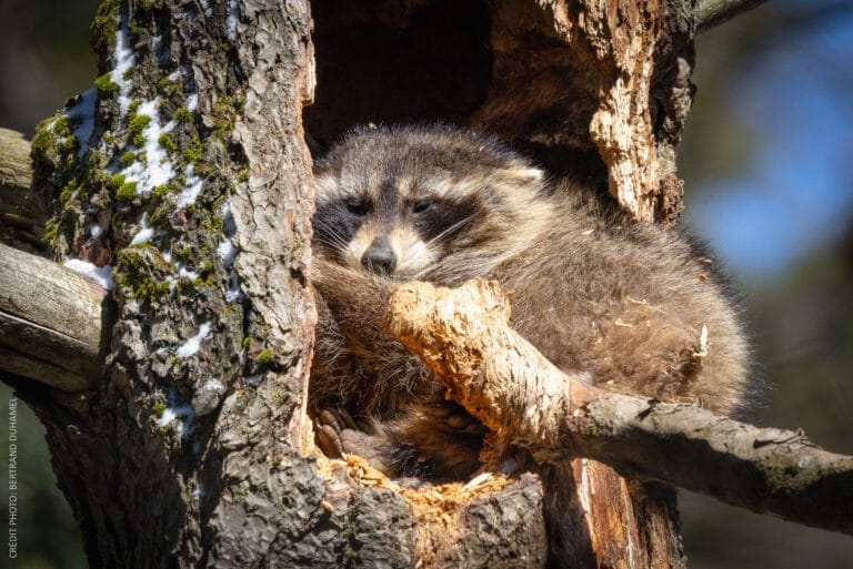 399 raton laveur soleil arbre