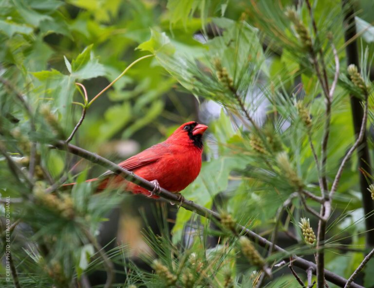 AC3G2260 cardinal rouge