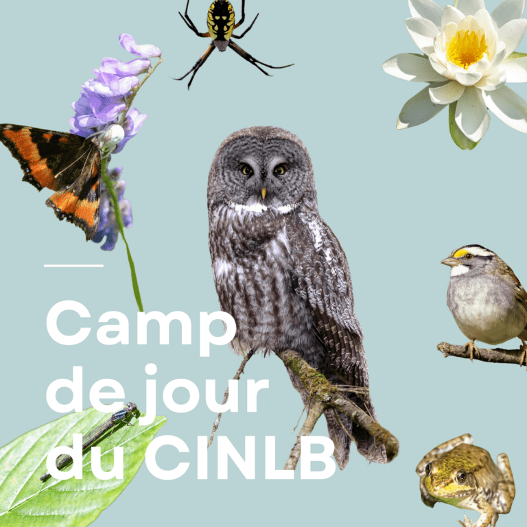 Camp de jour - 1200px X 1200px