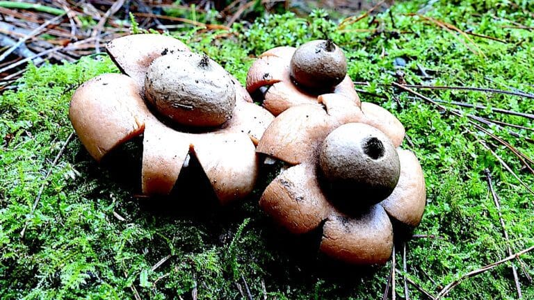 Geastrum-pict