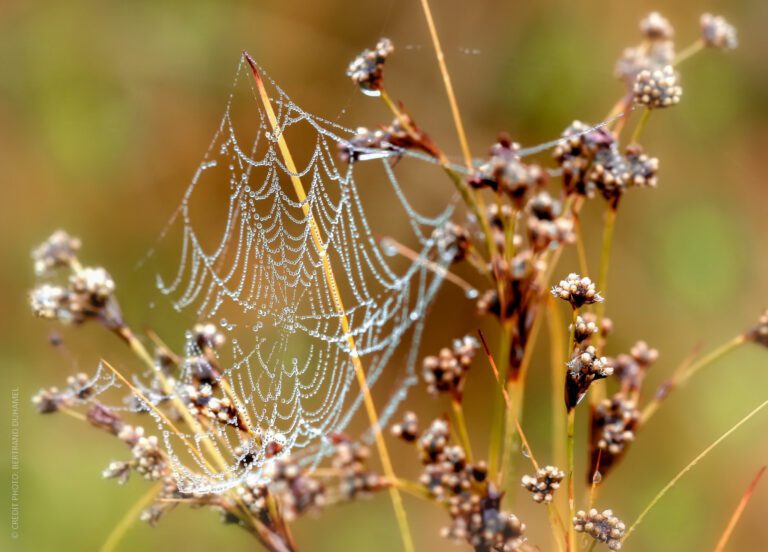 IMG_5285-ai toile d'araignee