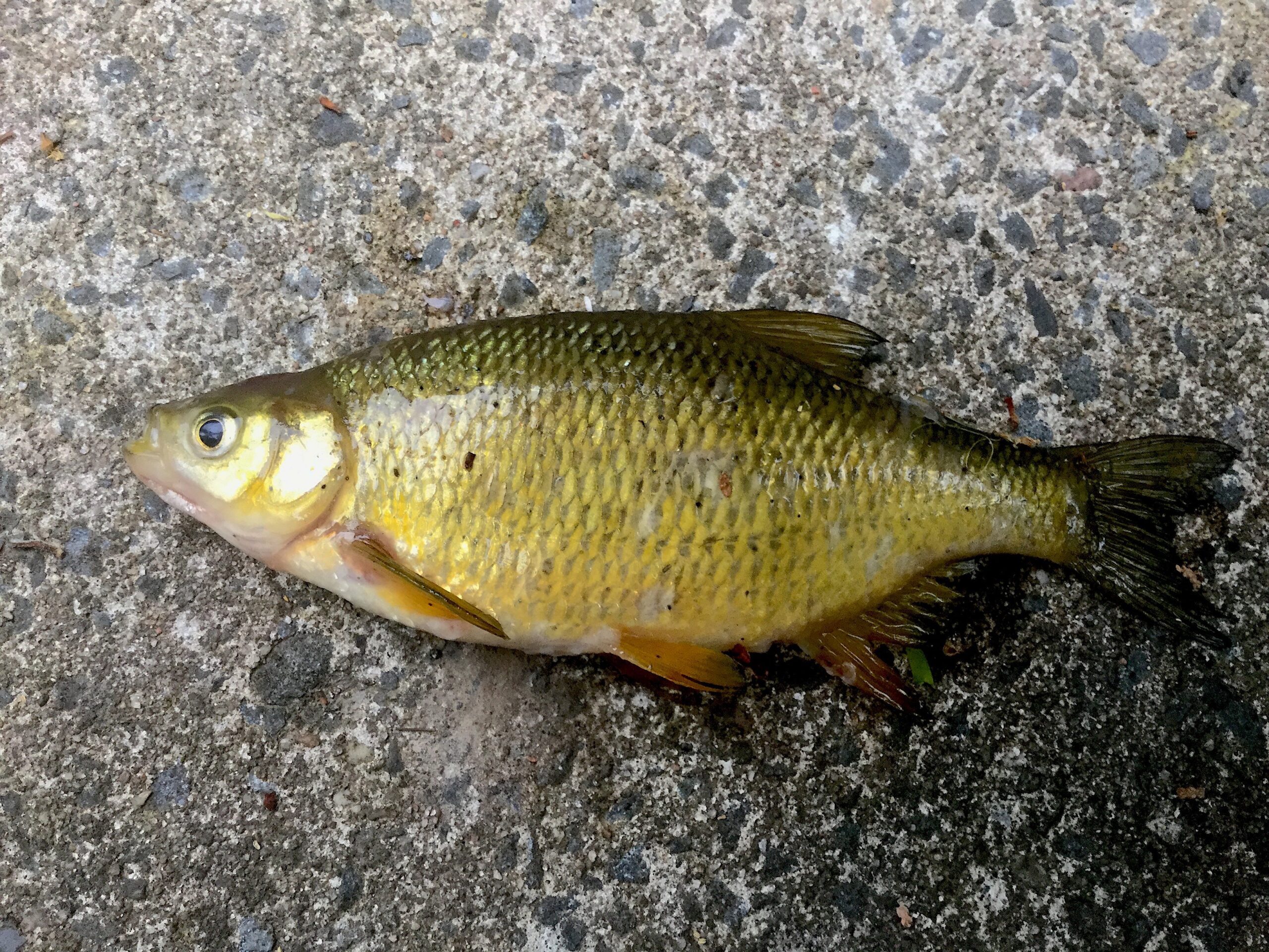 Mene Poisson Méné jaune - Centre d'interprétation de la nature du lac Boivin