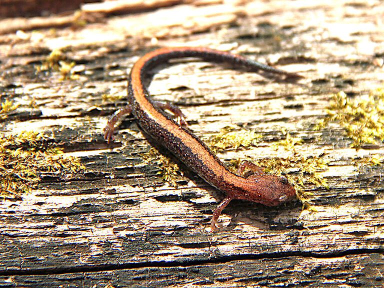 Southern_Red-backed_Salamander_(Plethodon_serratus)