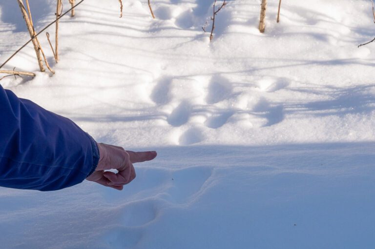 Traces animaux pistage (10)