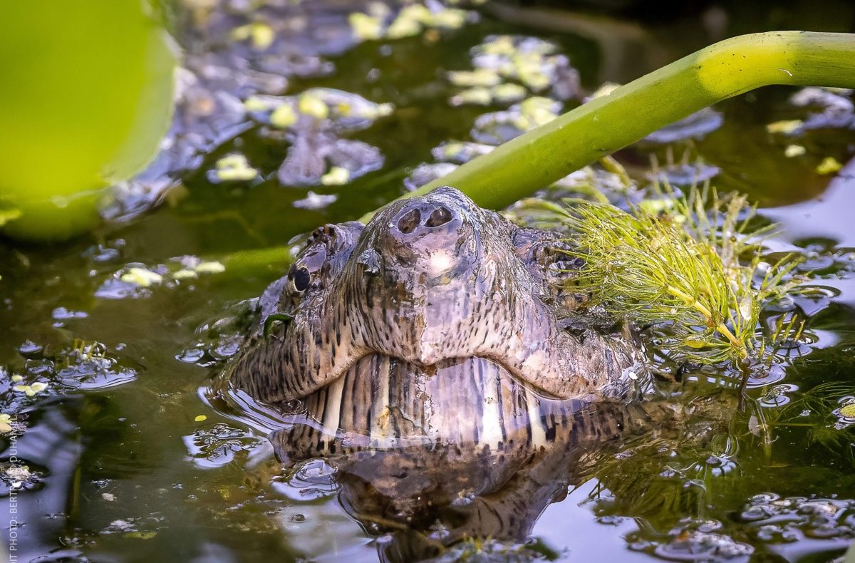 162 tortue serpentine 162 tortue serpentine