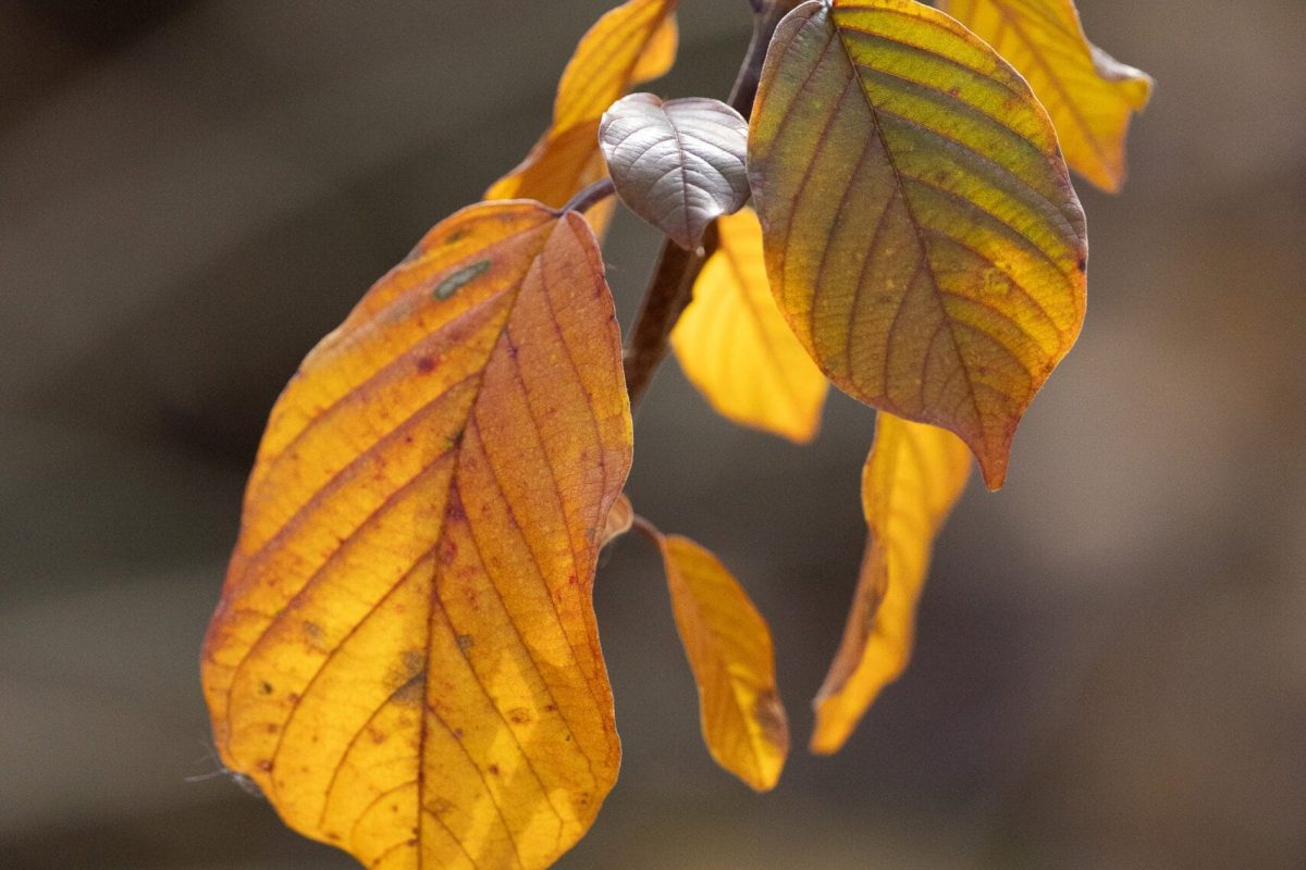 373 nerprun bourdaine automne 373 nerprun bourdaine automne