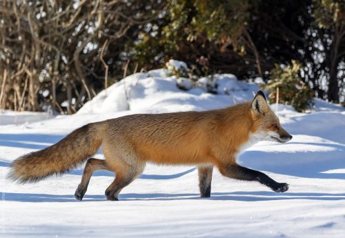 388 renard roux hiver 388 renard roux hiver