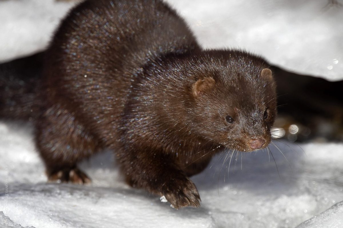 5N0A5200-CR3_DxO_DeepPRIME copie vison d'amerique